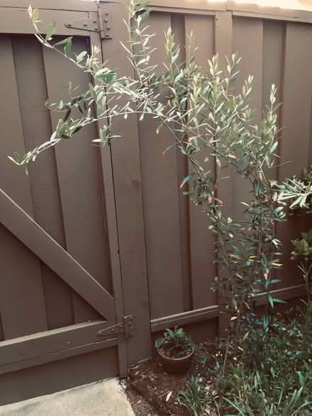 Photo of free mission olive tree (North Walnut Creek) #1