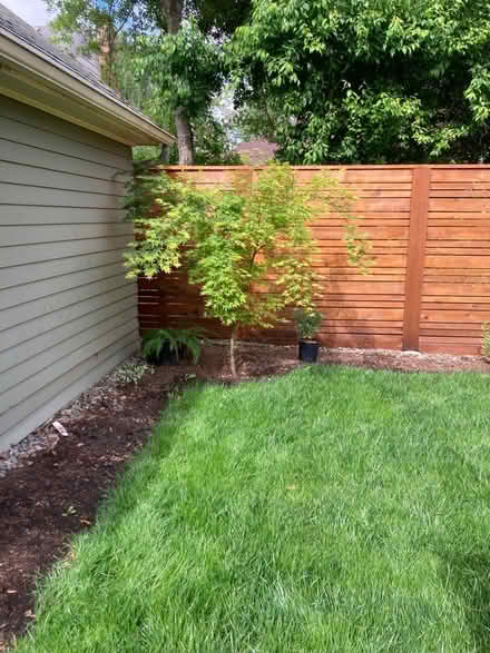 Photo of free 5’6”-6’ tall Japanese maple (NE 10th and Knott St) #1