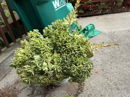 Photo of free LARGE Succulents need new home (Montclair) #2