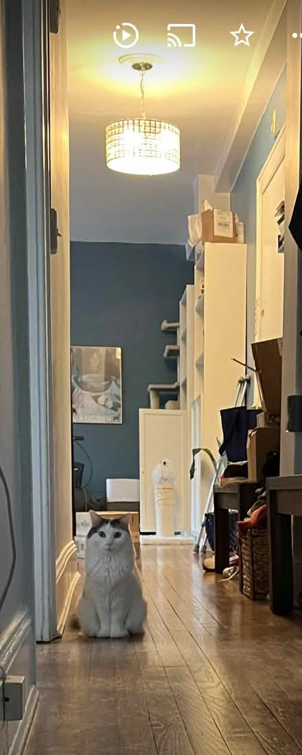 Photo of free Two chandeliers (Adams Morgan) #1