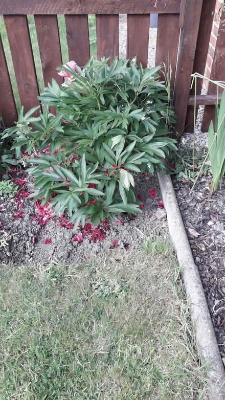 Photo of free Peony plant (Robin Hood LS10) #1