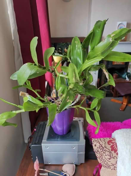 Photo of free Orchid in need of tlc (St Helens TN34) #1