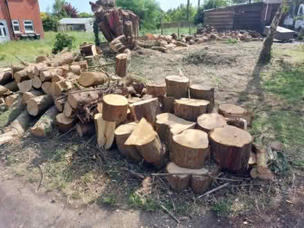 Photo of free Logs, soft and hardwood (Easterton SN10) #1