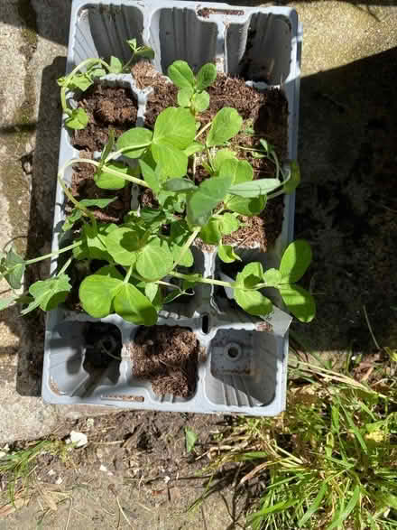 Photo of free Pea plants (Holy Corner EH10) #1