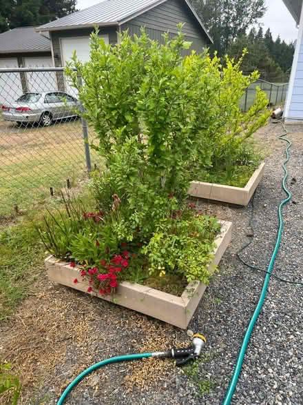 Photo of free Outdoor Plants (Snohomish Dutch Hill) #1
