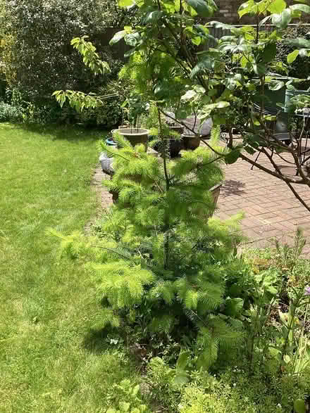 Photo of free Conifer/pine type tree (Little Kingshill HP16) #2