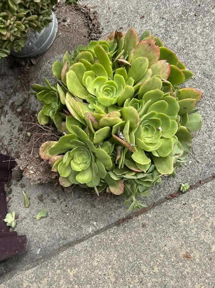 Photo of free LARGE Succulents need new home (Montclair) #1
