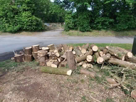 Photo of free Logs, soft and hardwood (Easterton SN10) #2
