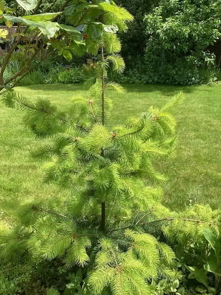 Photo of free Conifer/pine type tree (Little Kingshill HP16) #1