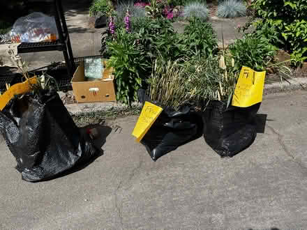 Photo of free Clumping bamboo (NE portland) #1