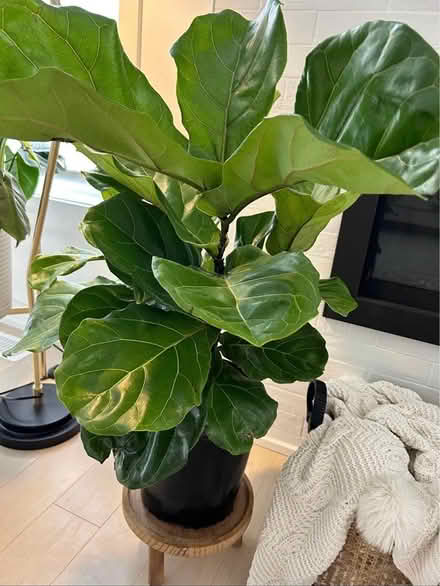 Photo of Fiddle fig leaf cutting (Kanata. Stittsville) #1
