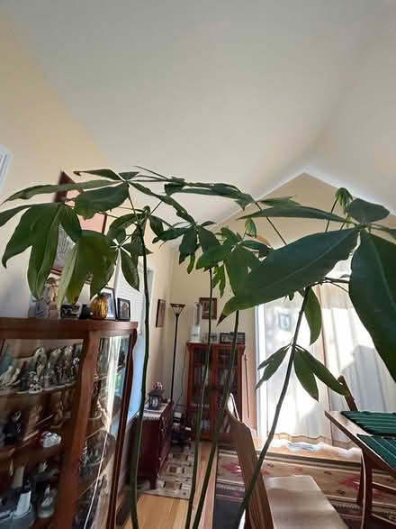 Photo of free Tall plant in pot (Pine Hills) #1
