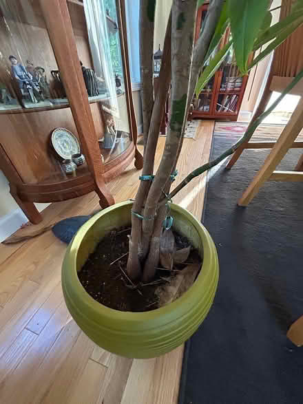Photo of free Tall plant in pot (Pine Hills) #3