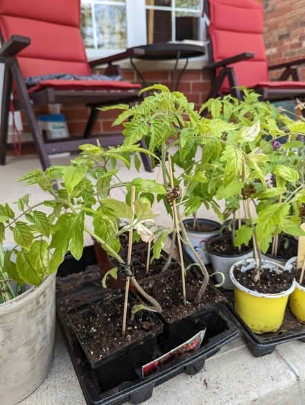 Photo of free Tomato plants (Woodlawn and Victoria) #1