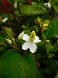 Photo of free Houttuynia (Morden SM4) #1