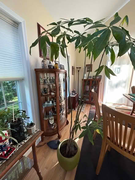 Photo of free Tall plant in pot (Pine Hills) #2