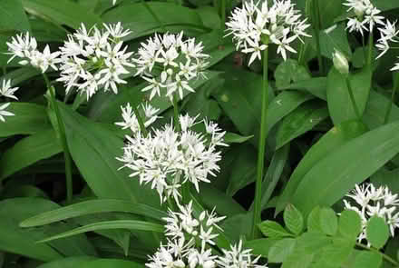 Photo of Wild Garlic Bulbs / Seeds (Banwell BS29) #1