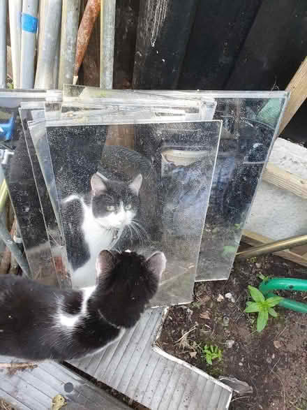 Photo of free Perspex mirrors (Kingstanding B44) #1
