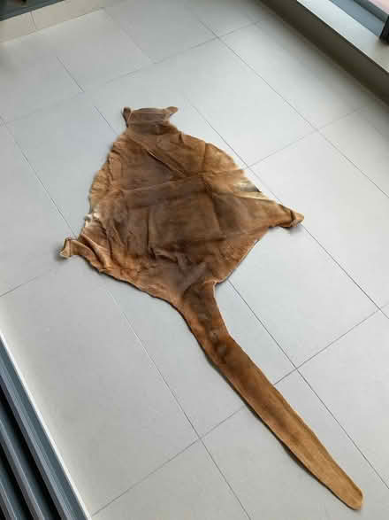 Photo of free Genuine kangeroo rug fr Australia (Shunfu) #1