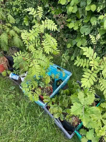 Photo of free Oak/Rowan saplings (West Park LS6) #2