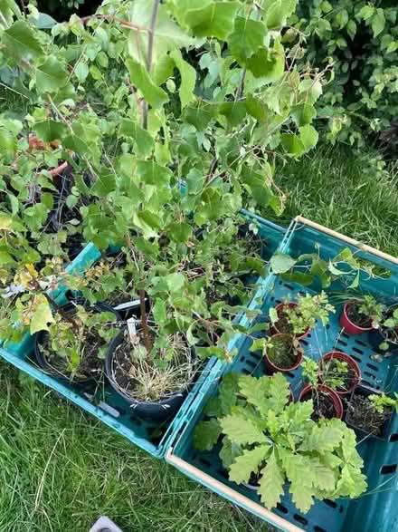 Photo of free Oak/Rowan saplings (West Park LS6) #3