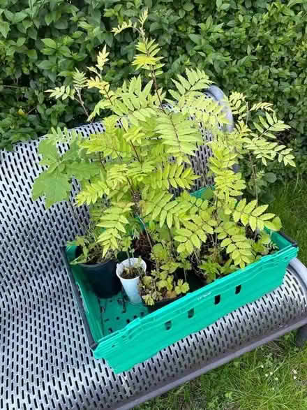 Photo of free Oak/Rowan saplings (West Park LS6) #1