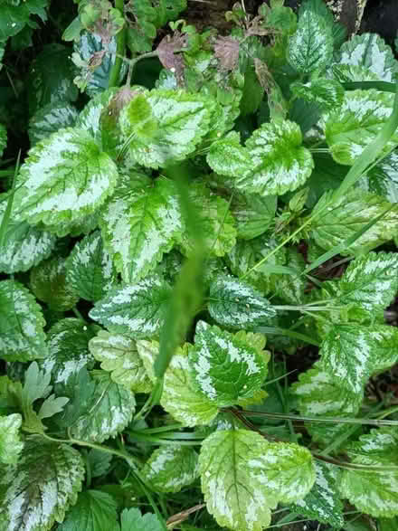 Photo of free Yellow Rattle plants (Little Stoke ST15) #1