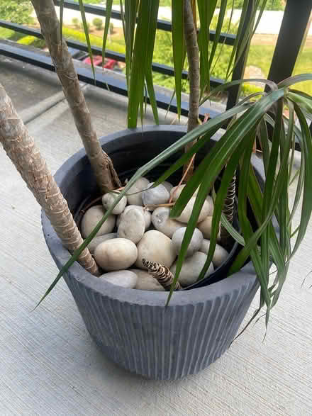 Photo of free Plant pots and plant (Montford / Madison Park area) #4