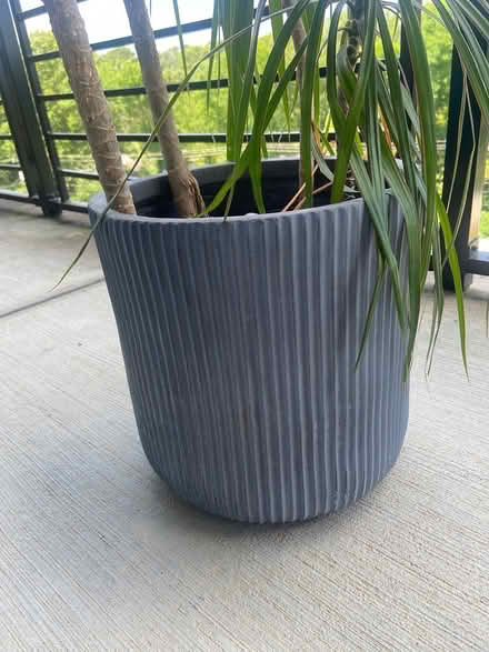 Photo of free Plant pots and plant (Montford / Madison Park area) #3