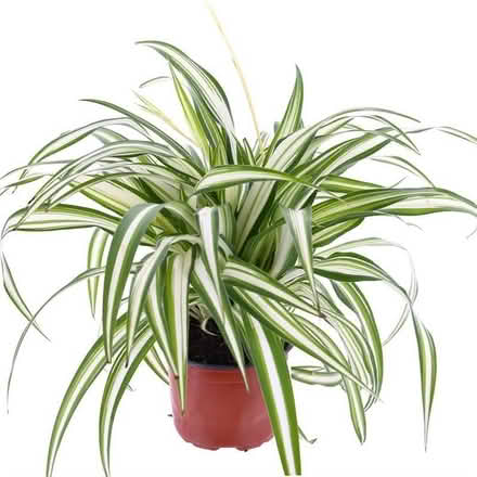 Photo of free small spider plants (Temple Cowley OX4) #1