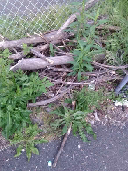 Photo of free Just pick up semi cut wood (South End, off Franklin) #1