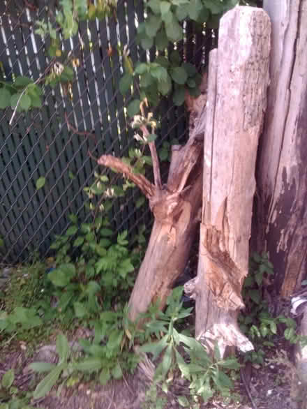 Photo of free Just pick up semi cut wood (South End, off Franklin) #3