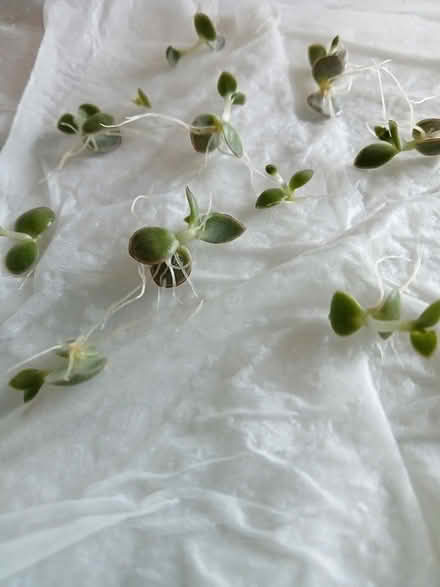 Photo of free Mother of a thousand plant babies (Cork City) #1