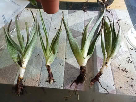 Photo of free Aloe Vera pups (Cork City) #1