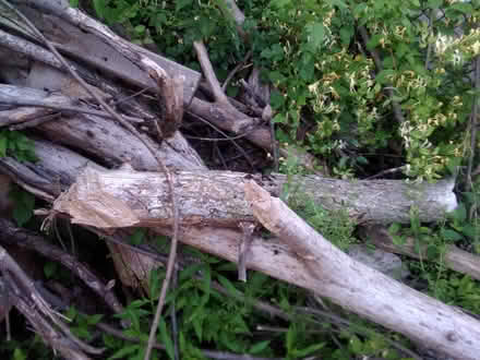 Photo of free Just pick up semi cut wood (South End, off Franklin) #2