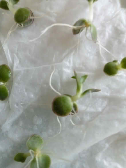 Photo of free Mother of a thousand plant babies (Cork City) #2