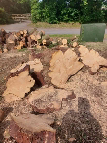 Photo of free Conifer rounds (Easterton SN10) #1