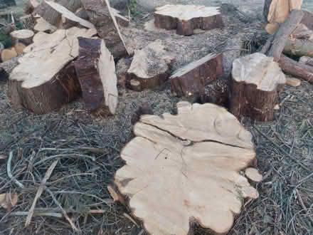 Photo of free Conifer rounds (Easterton SN10) #3