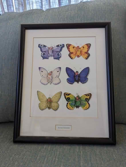 Photo of free Anne Geddes Baby Butterfly Picture (S Bradenton by 14th Red Lobste) #3