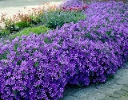 Photo of free creeping campanula (Leigh-on-Sea SS9) #1