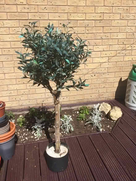 Photo of free Fake plant/tree (Aston Fields B60) #1