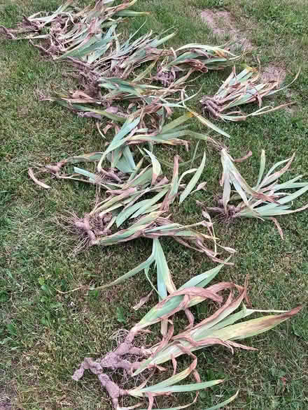 Photo of free iris plants (Twin Arch Road) #1