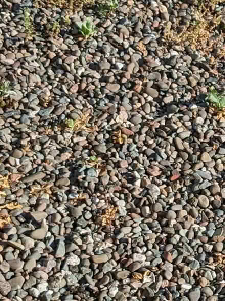 Photo of free Large amount of Garden Stones. (Penrith CA11) #1