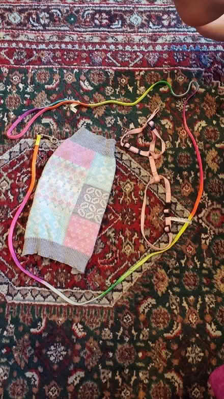 Photo of free Cat sweater and cat leash/harness (Columbia, MD) #1