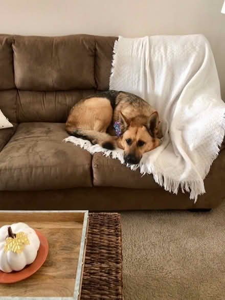 Photo of free couch (Corvallis Oregon) #2