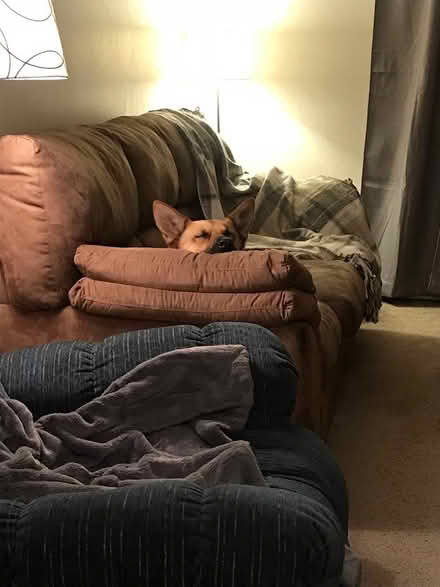 Photo of free couch (Corvallis Oregon) #3