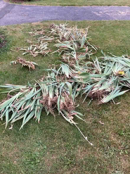 Photo of free iris plants (Twin Arch Road) #2