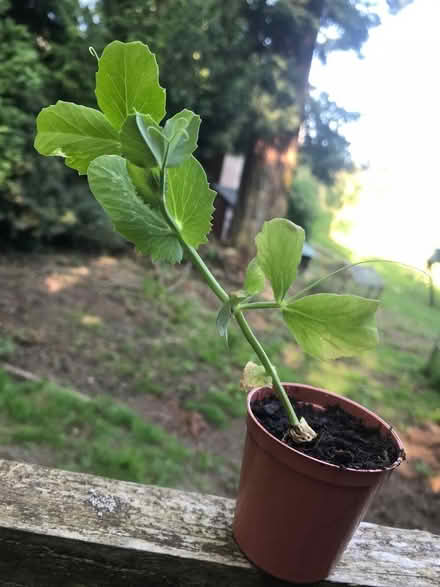 Photo of free sugarsnap peas (Cambusbarron FK7) #1