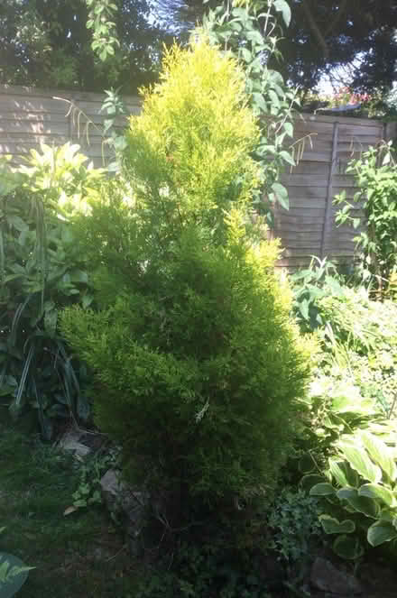 Photo of free 6ft Cupressus Tree Seeks A New Home (BN12) #1