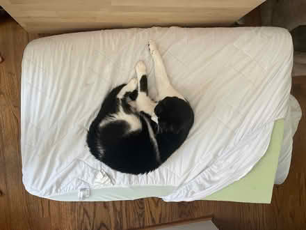 Photo of free Twin mattress foam topper (Cardozo) #1